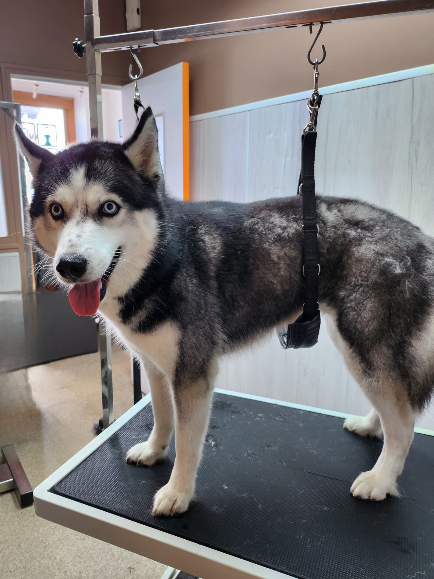 Entretien chien husky